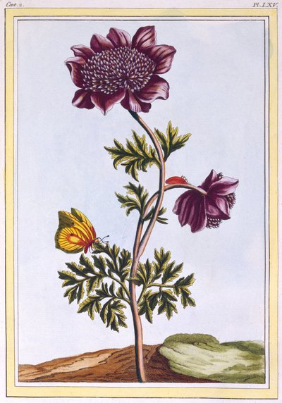 Garden Anemone (Windflower), c.1776 by Pierre Joseph Buchoz